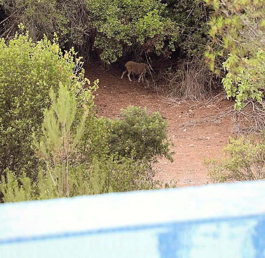 Finca Ses Eres Arta Spain